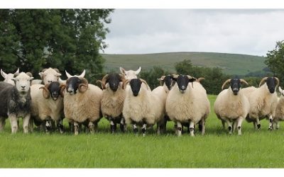 Are You the Office Lamb Who Herds the Team to Harmony?